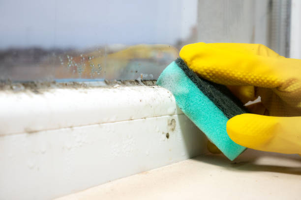 Best HVAC Mold Remediation in Mentor On The Lake, OH